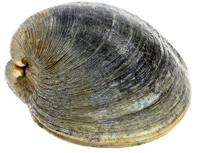 cropped-image