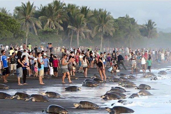 turtles